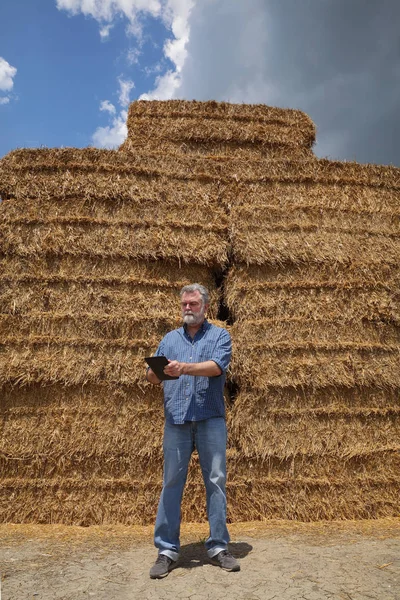 Granjero Agrónomo Examinando Paca Paja Envasada Una Pila Grande Campo — Foto de Stock