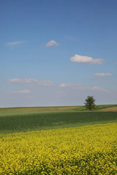 Agriculture Canola Fleurs Champ Blé Vert Cultivé Printemps Avec Ciel — Photo