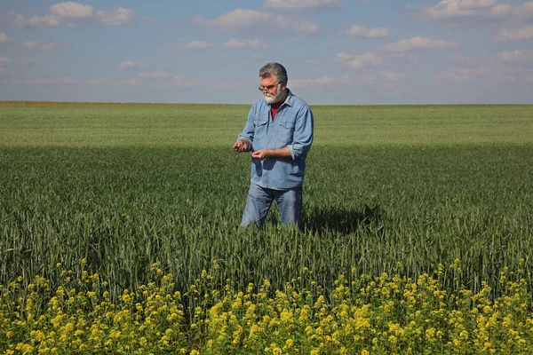 Agricultor Agrónomo Inspeccionar Calidad Del Trigo Principios Primavera Con Campo — Foto de Stock
