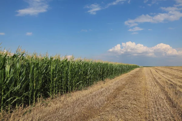 Green Corn Plants Field Blue Sky White Clouds Agriculture Early — Stock Photo, Image