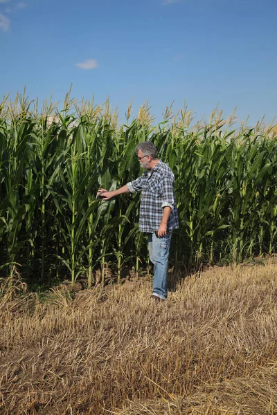Farmer Agronomist Examining Green Corn Plants Field Agriculture Early Summer — Stock Photo, Image