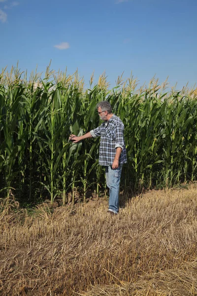 Agriculteur Agronome Examinant Les Plants Maïs Vert Dans Les Champs — Photo