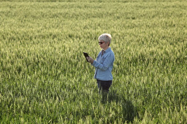 Kadın Çiftçi Ziraat Mühendisi Yeşil Buğday Bitkiler Tablet Kullanarak Alanı — Stok fotoğraf