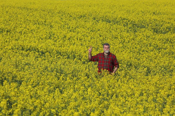 Agronomo Agricoltore Esaminando Fioritura Campo Colza Gesticolando Con Mano Pianta — Foto Stock