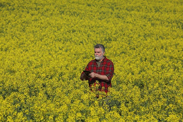 Farmer Agronomist Inspecting Quality Canola Field Early Spring Using Tablet — Stock Photo, Image