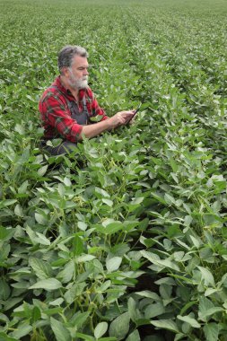 Çiftçi veya tablet kullanarak alan İnceleme, ziraat mühendisi yeşil soya bitkileri