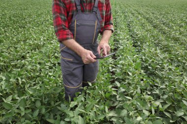 Çiftçi veya tablet kullanarak alan İnceleme, ziraat mühendisi yeşil soya bitkileri