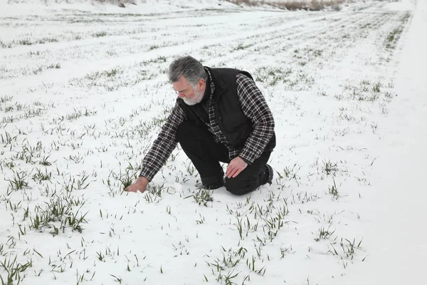 Farmer or agronomist inspecting quality of wheat plants in field under snow, agriculture in winter