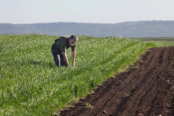 Agricultor Agrónomo Inspeccionar Calidad Las Plantas Trigo Campo Principios Primavera —  Fotos de Stock