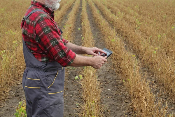 农民或农学家使用片剂对田间大豆种植进行检测 准备收获 — 图库照片