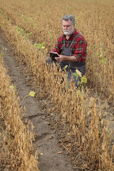 Landwirt Oder Agronom Untersucht Erntereife Sojabohnenpflanze Auf Dem Feld Mit — Stockfoto