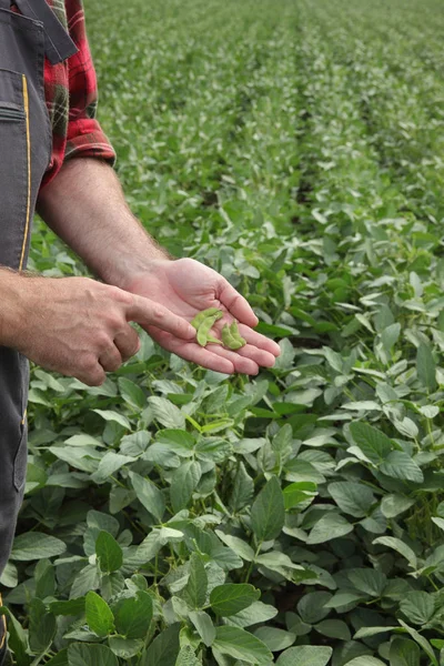 农民或检查绿色大豆作物和植物在外地的农艺师 — 图库照片