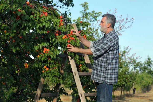 農家や梯子を調べると果樹園の木からアプリコットの果物を狩りで農学 — ストック写真