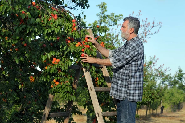 Farmer Agronomist Ladder Examining Picking Apricot Fruit Tree Orchard — Stock Photo, Image