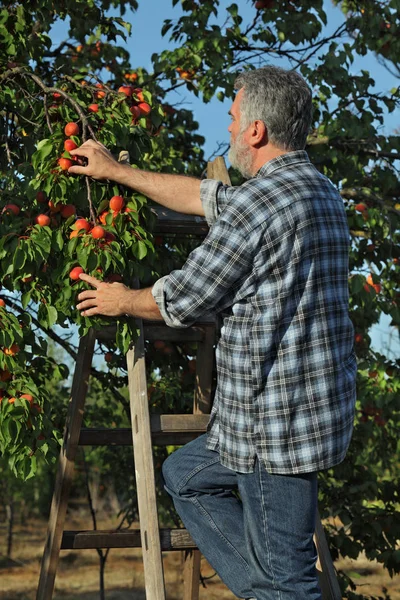 農家や梯子を調べると果樹園の木からアプリコットの果物を狩りで農学 — ストック写真