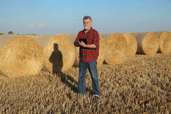 Farmer Agronomist Wheat Field Harvest Examining Bale Rolled Straw Using — Stock Photo, Image