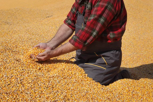 玉米收获 农民在作物堆举行少量种子 — 图库照片
