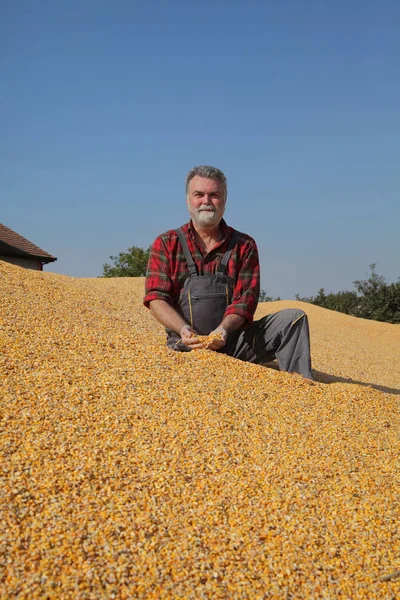 Colheita Milho Agricultor Amontoado Exploração Agrícola Punhado Sementes Sorrindo — Fotografia de Stock