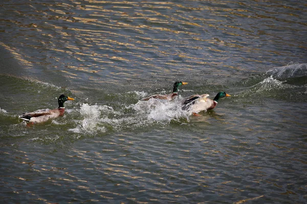 Mallard Adult Male Wild Ducks Racing Water Catch Female Reproduction — Stock Photo, Image