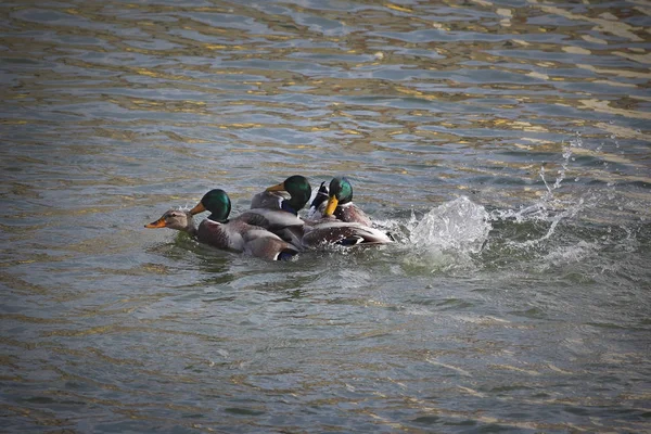 Mallard Adult Male Wild Ducks Fighting Water Female Reproduction Mating — Stock Photo, Image