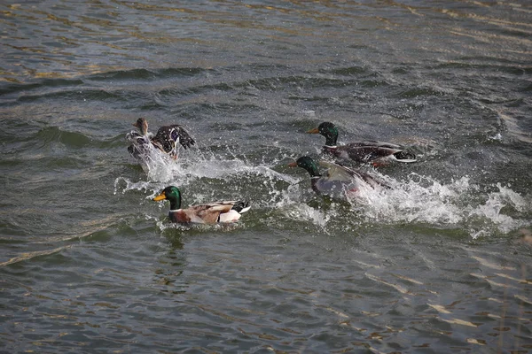 Mallard Adult Male Wild Ducks Racing Water Catch Female Mating — Stock Photo, Image