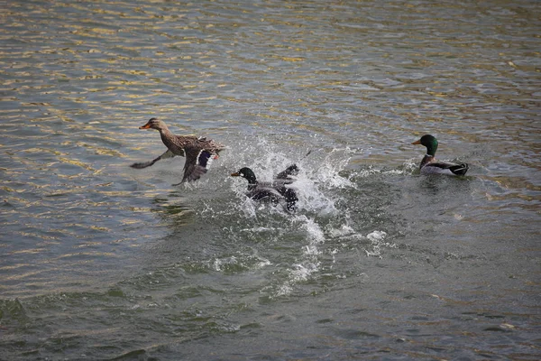 Mallard Adult Female Male Wild Ducks Swimming Flying River Lake — Stock Photo, Image