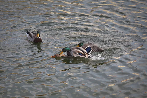 Mallard Adult Male Wild Ducks Fighting Water Female Reproduction Mating — Stock Photo, Image