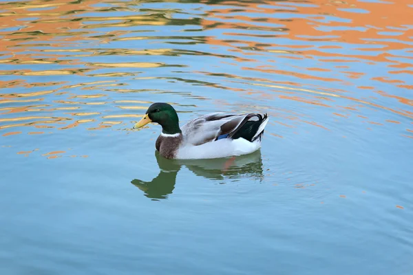 マガモ 川や湖で水泳成人男性鴨水反射 — ストック写真
