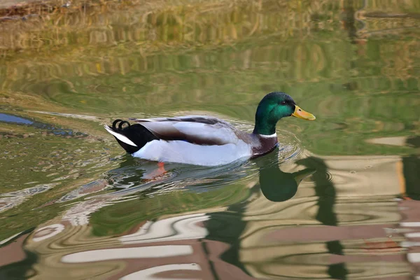Mallard Adult Male Wild Duck Swimming River Lake Water Reflections — Stock Photo, Image