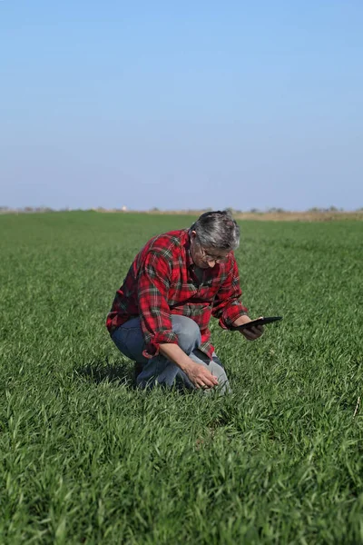 Zemědělec Nebo Agronom Zkontrolovat Kvalitu Pšenice Poli Pomocí Tabletu Brzy — Stock fotografie