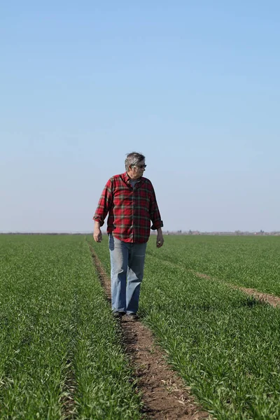 Agricultor Agrónomo Caminando Campo Trigo Examinando Calidad Principios Primavera —  Fotos de Stock