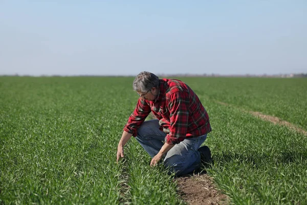 Сельское хозяйство, фермеры изучают пшеничное поле — стоковое фото