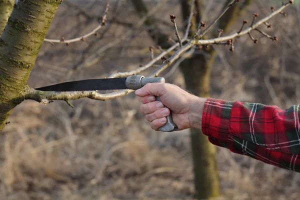 Agriculture, pruning in orchard — Stock Photo, Image