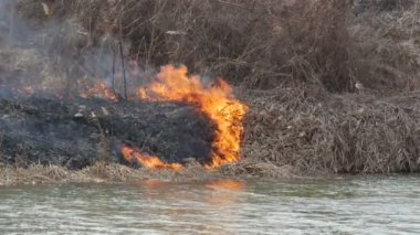 Doğal felaket, yangın bataki Riverbank at kamışı çim ve Bush yok, 4k görüntüleri