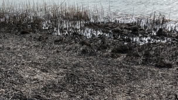 自然灾害 烧毁甘蔗草和灌木在沼泽后的河岸 — 图库视频影像