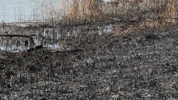 Natural Disaster Destroyed Cane Grass Bush Riverbank Marsh Fire Footage — Stock Video