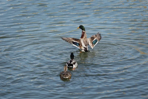 Взрослые утки в речной или озерной воде — стоковое фото