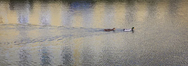 Patos adultos en agua de río o lago — Foto de Stock