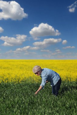 Tarım, çiftçi, buğday tarlası, kolza bitkiler ile inceleniyor