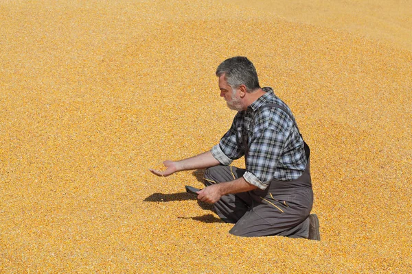 Agricultor em pilha de milho após a colheita — Fotografia de Stock