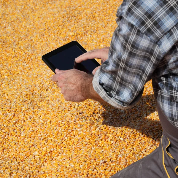 Agriculteur à la pile de maïs après la récolte — Photo