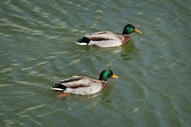 Nehir veya göl suda yetişkin ördekler