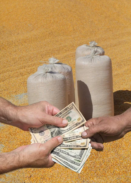 Agrarisch concept, hoop maïs gewas en geld in handen — Stockfoto