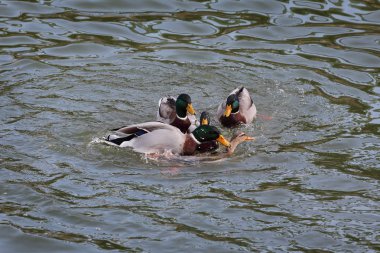 Nehir veya göl suda yetişkin ördekler