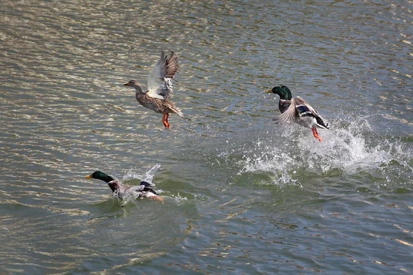 Adult ducks in river or lake water — Stock Photo, Image