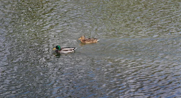 Volwassen eenden in rivier of meer water — Stockfoto