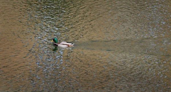 Pato adulto en agua de río o lago — Foto de Stock