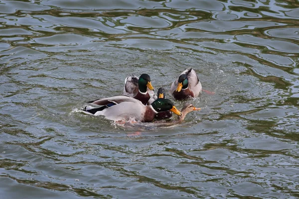 Adult ducks in river or lake water — Stock Photo, Image