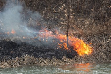 Doğal afet, tahrip kamışı çim ateş ve nehir bataklık, bush