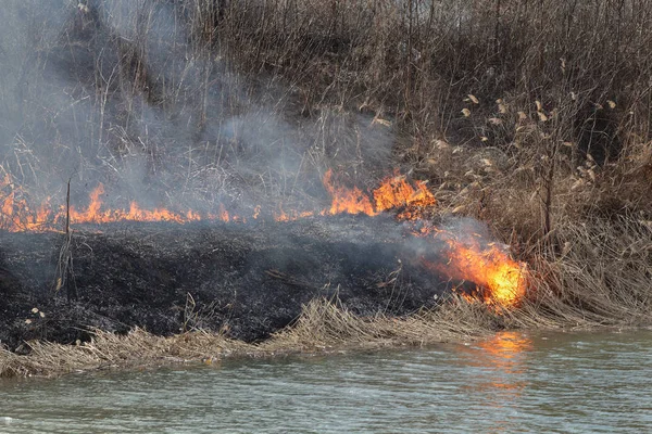 Natural Disaster Fire Destroying Cane Grass Bush Riverbank Marsh — Stock Photo, Image